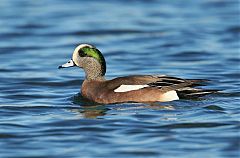 American Wigeon